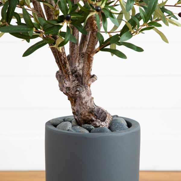 3.5’ Olive Tree in Gray Cylinder Planter on Sale - Image 3