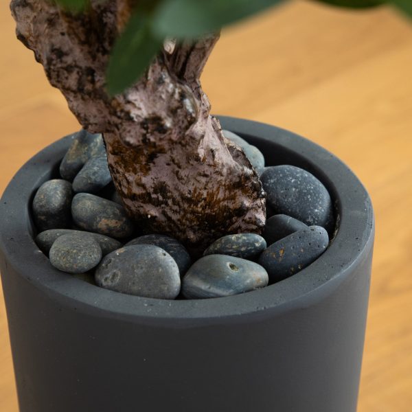 3.5’ Olive Tree in Gray Cylinder Planter on Sale - Image 4