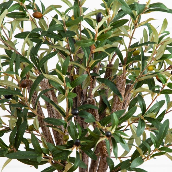3.5’ Olive Tree in Gray Cylinder Planter on Sale - Image 2