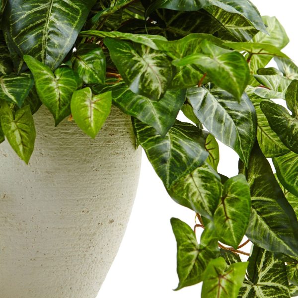 Nephthytis in White Planter Online now - Image 3