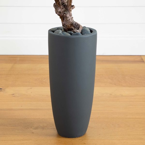 3.5’ Olive Tree in Gray Cylinder Planter on Sale - Image 5